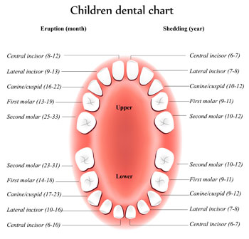 Tooth Eruption Chart - Pediatric Dentist in Silver Spring, MD
